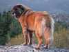 estrela-mountain-dog stud-dogs
