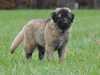 estrela-mountain-dog puppies