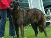 estrela-mountain-dog results