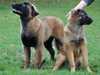 estrela-mountain-dog clubs