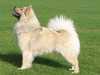 eurasier