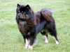 eurasier breeders