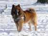eurasier owners