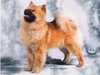 eurasier stud-dogs