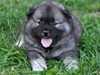 eurasier puppies