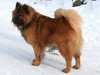 eurasier clubs