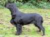 field spaniel