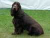 field-spaniel breeders