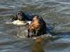 field-spaniel stud-dogs