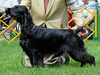 field-spaniel puppies