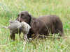 field-spaniel results