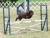 field-spaniel clubs
