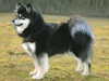 finnish lapphund