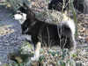 finnish-lapphund breeders