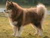 finnish-lapphund owners