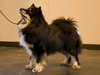 finnish-lapphund stud-dogs