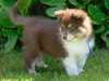 finnish-lapphund puppies