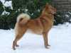finnish-spitz breeders