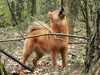 finnish-spitz owners