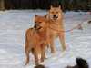 finnish-spitz stud-dogs