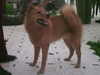 finnish-spitz puppies