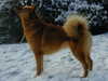 finnish-spitz results