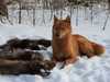 finnish-spitz clubs