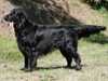 Flat Coated Retriever