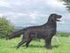 flat-coated-retriever breeders