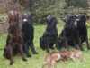 flat-coated-retriever owners