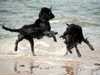 flat-coated-retriever stud-dogs
