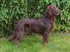 flat-coated-retriever puppies