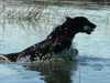 flat-coated-retriever results