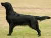 flat-coated-retriever clubs