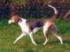 foxhound