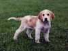 foxhound puppies