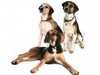 foxhound results