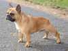 french-bulldog breeders