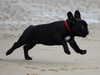 french-bulldog owners