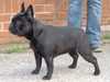 french-bulldog stud-dogs