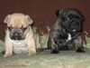 french-bulldog puppies