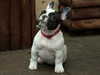 french-bulldog results