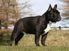 french-bulldog clubs