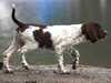 german longhaired pointer