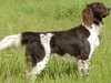 german-longhaired-pointer breeders