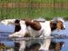 german-longhaired-pointer owners