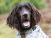 german-longhaired-pointer clubs