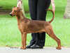 german pinscher