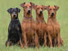 german-pinscher breeders