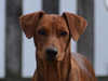 german-pinscher owners
